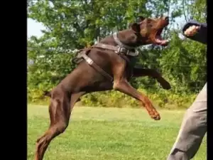 Video: Top 10 Strongest attack dogs in the world